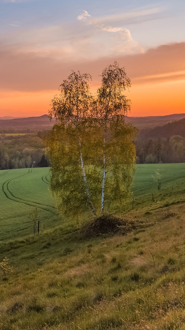 Drzewo i pola pod kolorowym niebem