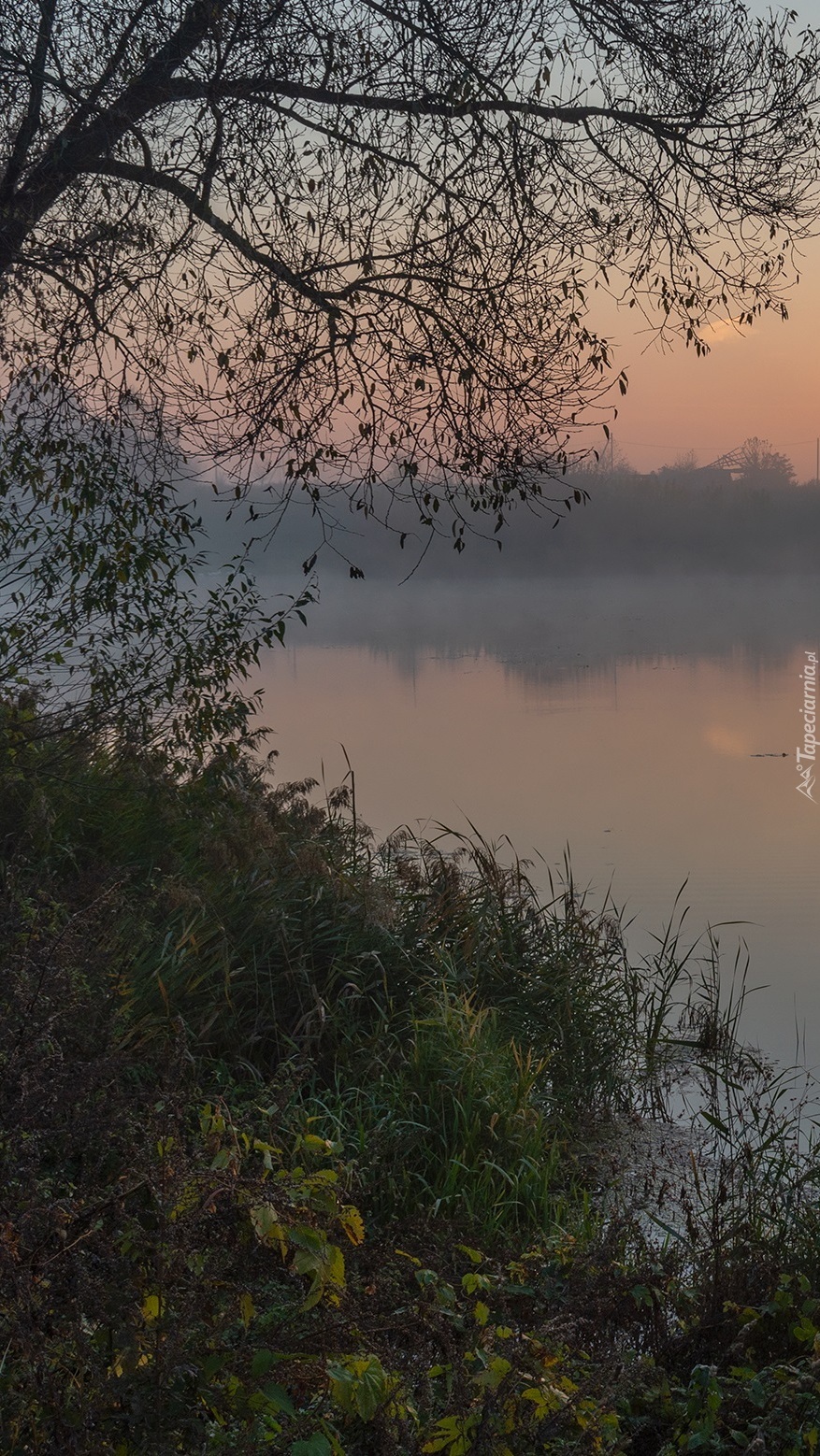 Drzewo i trawy nad brzegiem jeziora