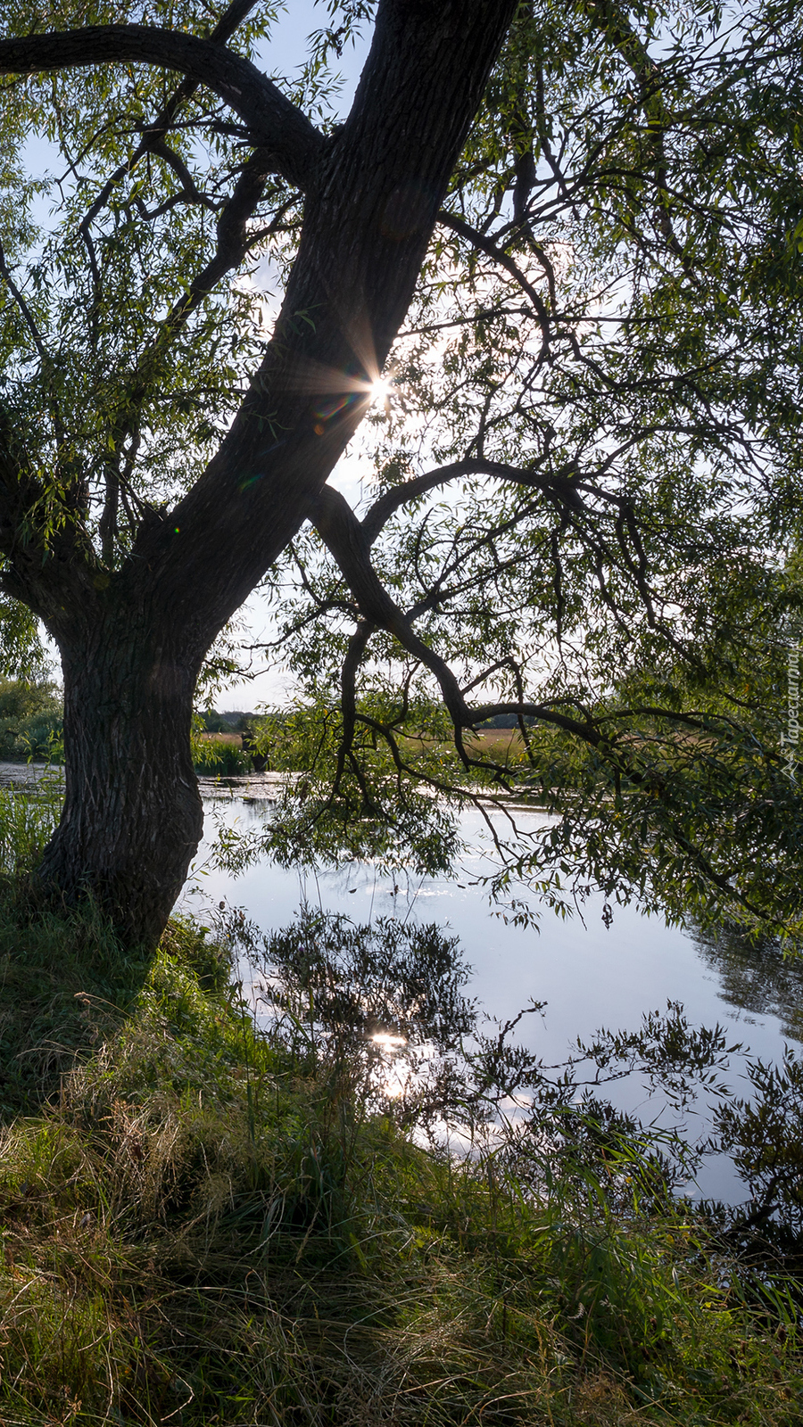 Drzewo i trawy nad rzeką