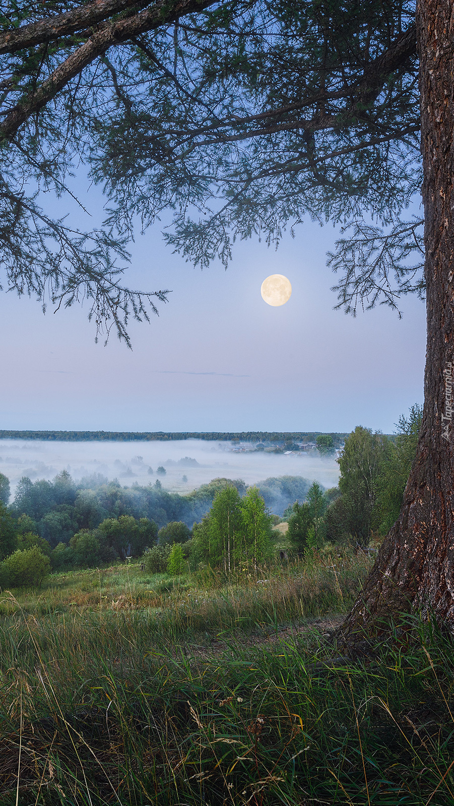 Drzewo ma wzgórzu i dolina we mgle