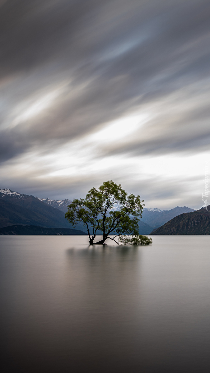 Drzewo na jeziorze Lake Wanaka