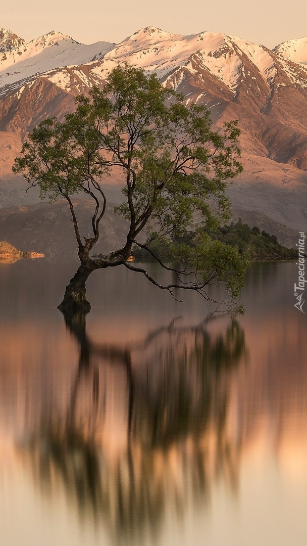 Drzewo na jeziorze Wanaka