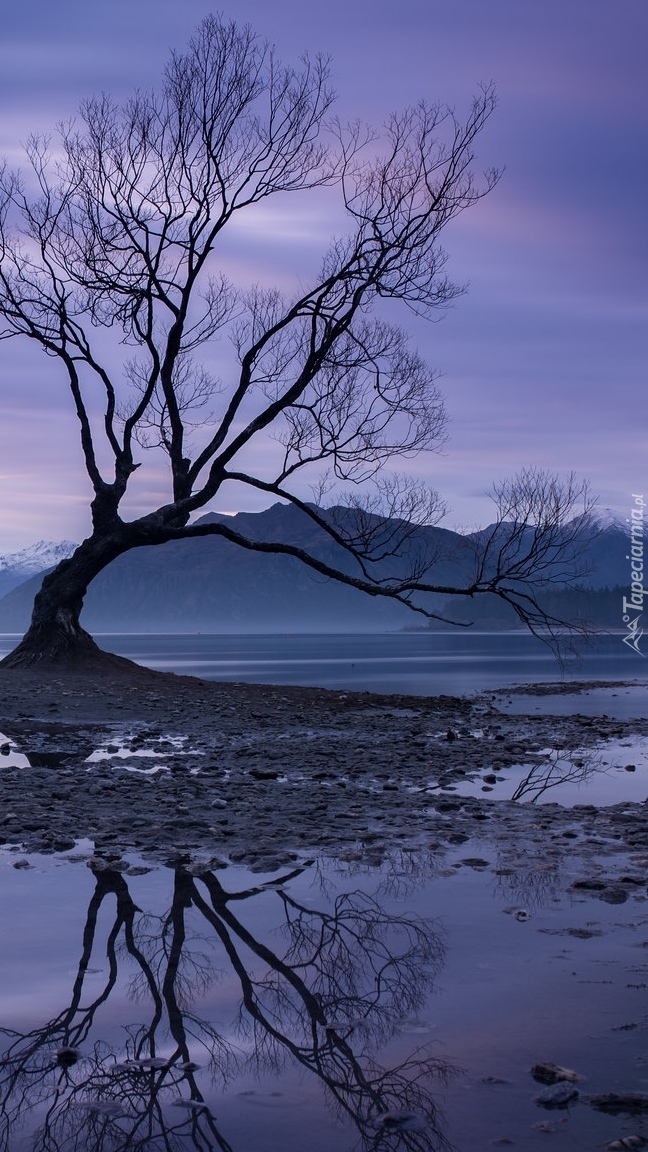 Drzewo na jeziorze Wanaka