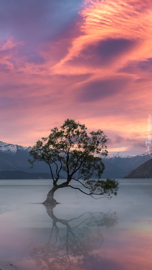 Drzewo na jeziorze Wanaka