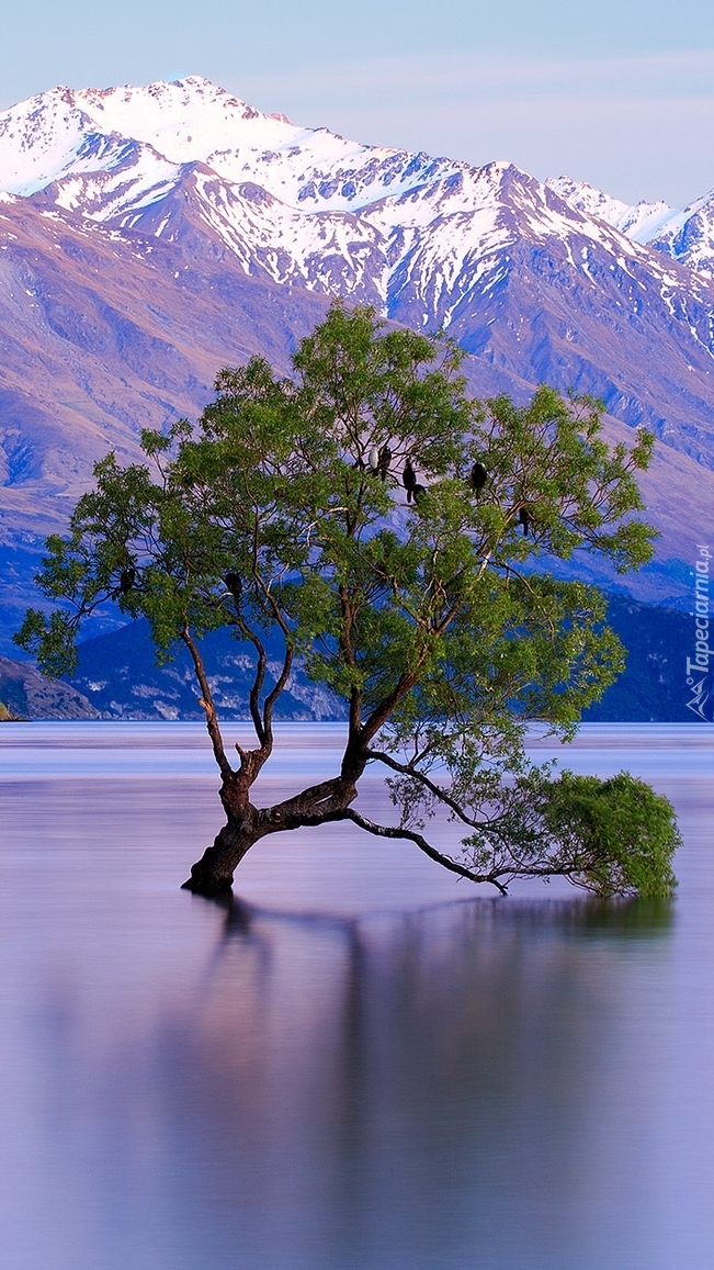 Drzewo na jeziorze Wanaka