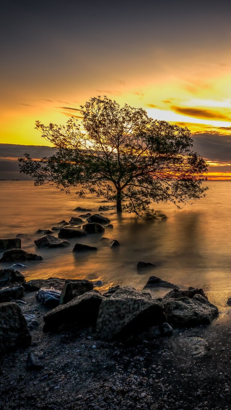 Drzewo na kamienistym brzegu morza