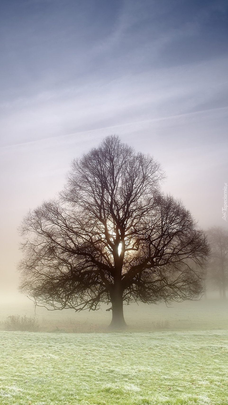 Drzewo na łące we mgle