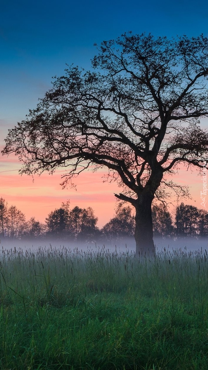 Drzewo na łące we mgle