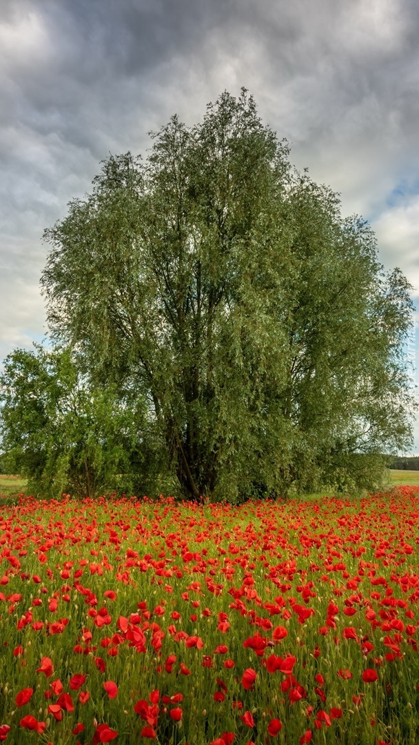 Drzewo na polu maków