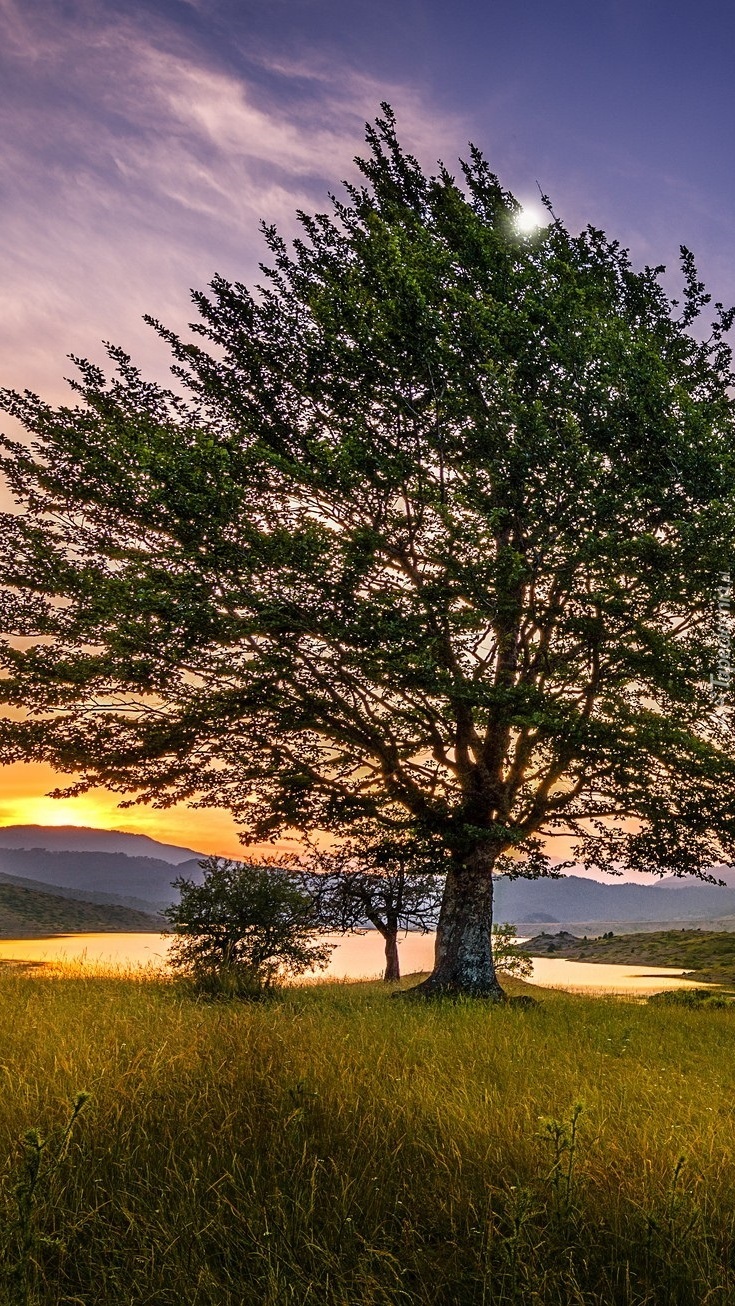Drzewo na polu niedaleko jeziora