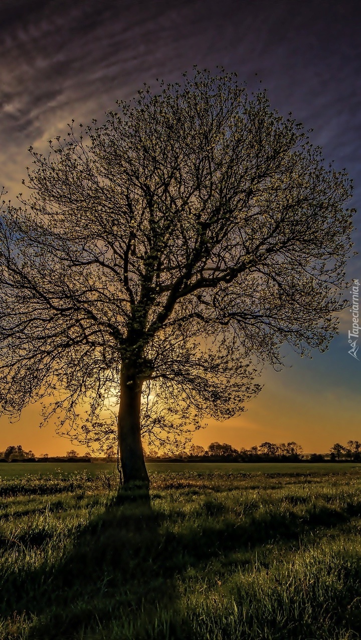 Drzewo na polu o zachodzie słońca