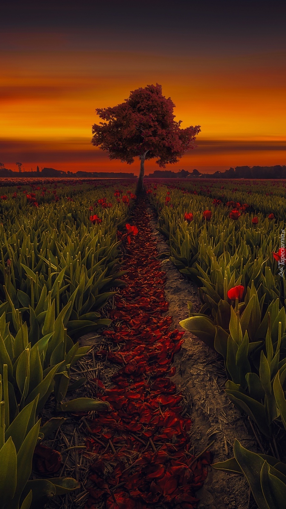 Drzewo na polu tulipanów o zachodzie słońca