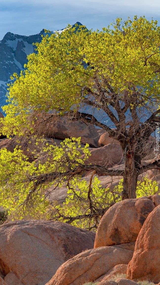 Drzewo na skałach