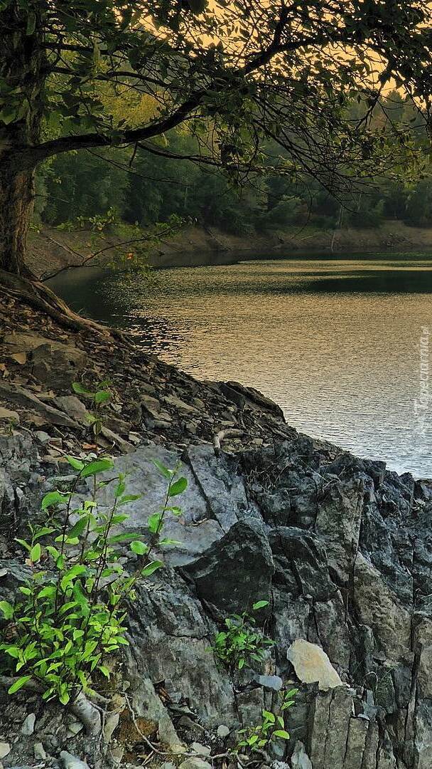 Drzewo na skałach nad jeziorem