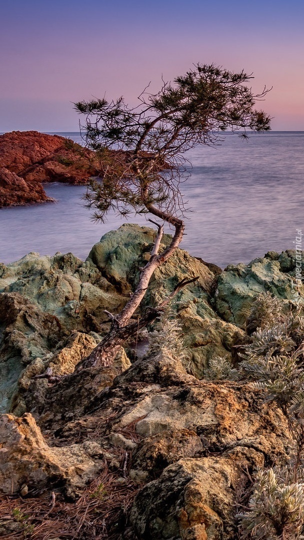 Drzewo na skałach nad morzem