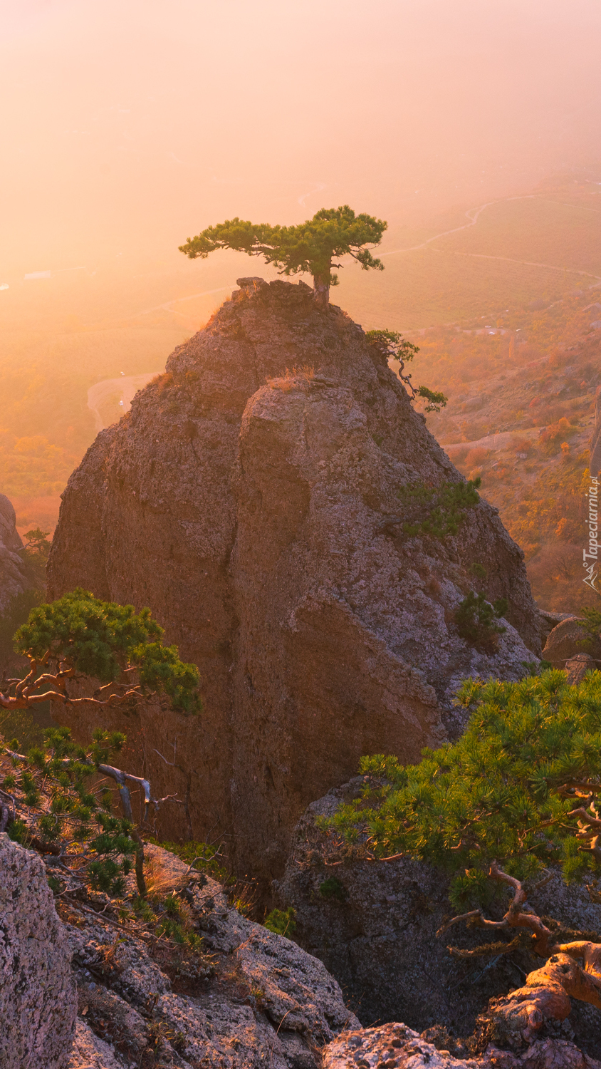 Drzewo na skale