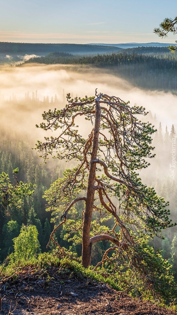 Drzewo na skale i rzeka we mgle