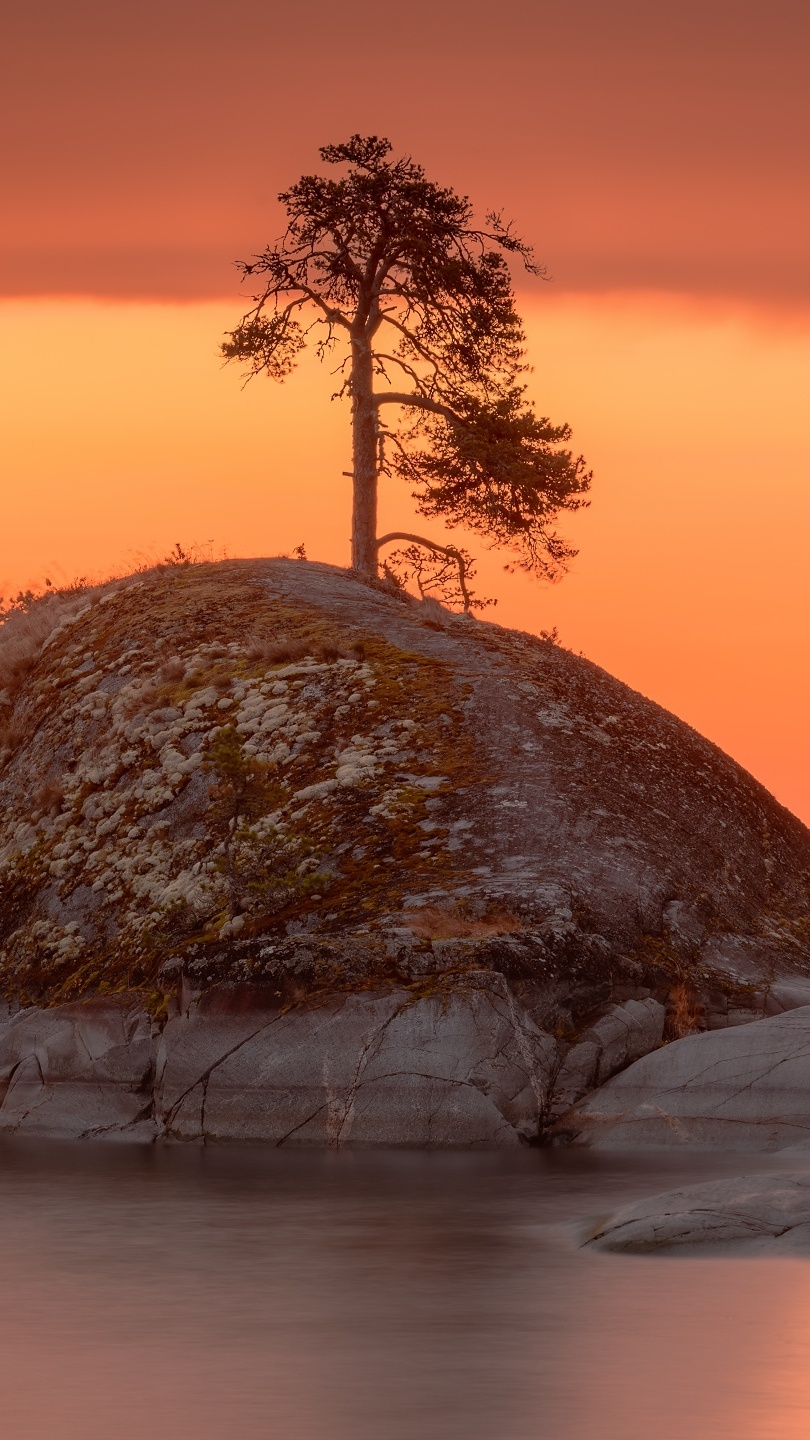 Drzewo na skale na jeziorze pod pomarańczowym niebem