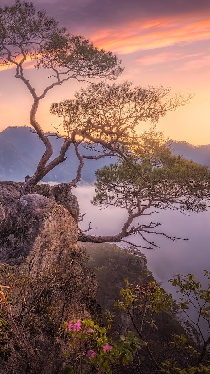 Drzewo na skale na tle mgły nad górami