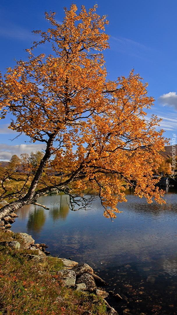 Drzewo na skale nad jeziorem