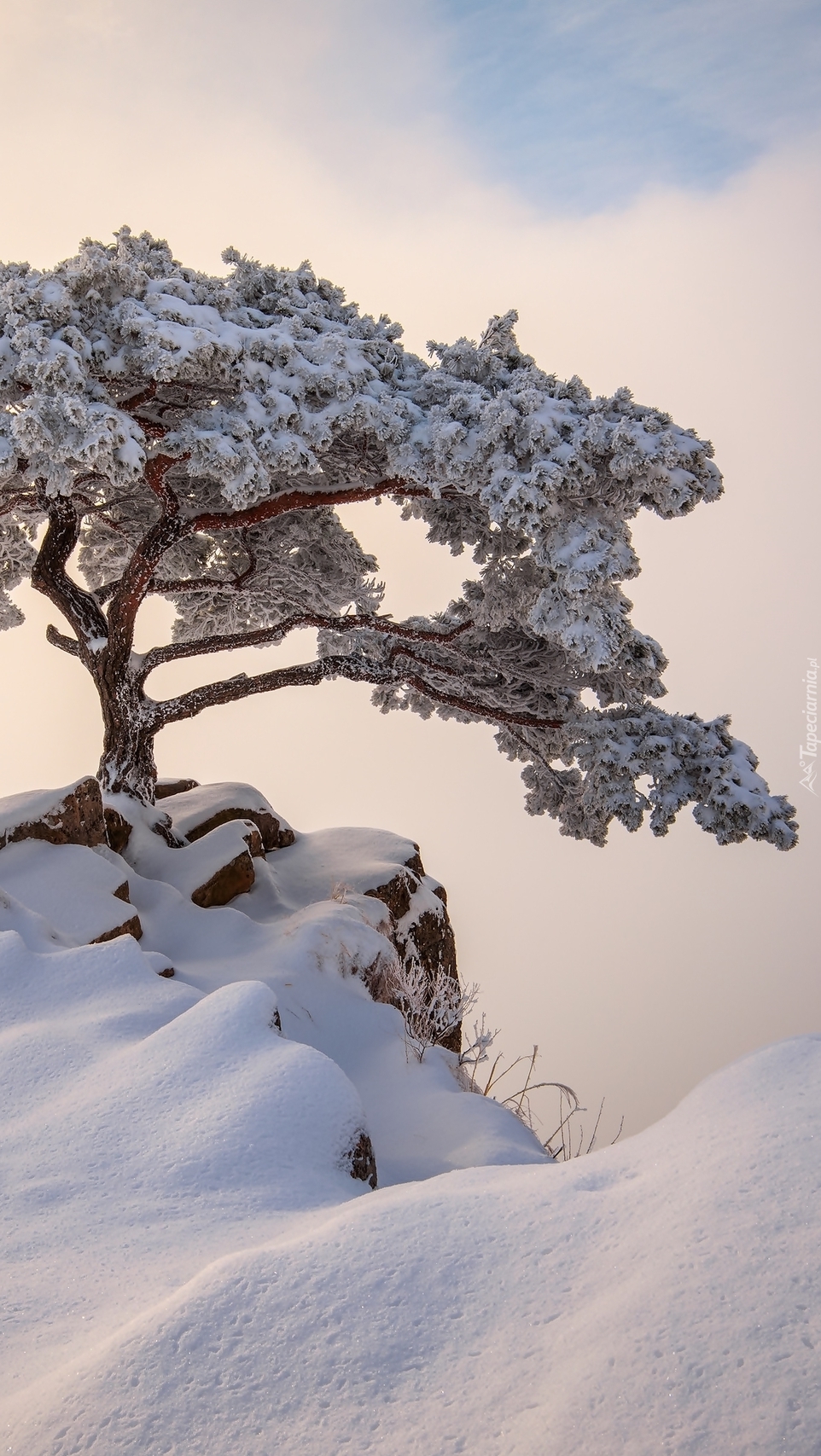Drzewo na skale w śniegu