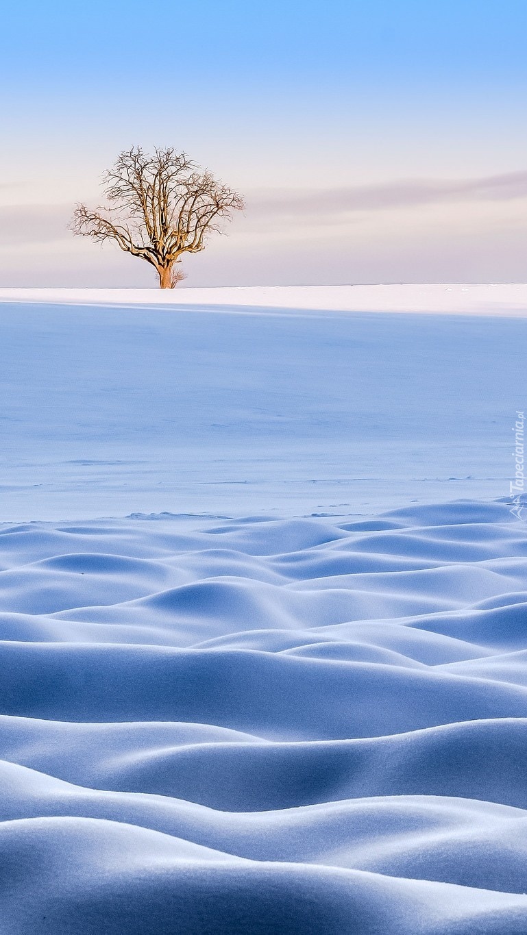 Drzewo na śnieżnym dywanie
