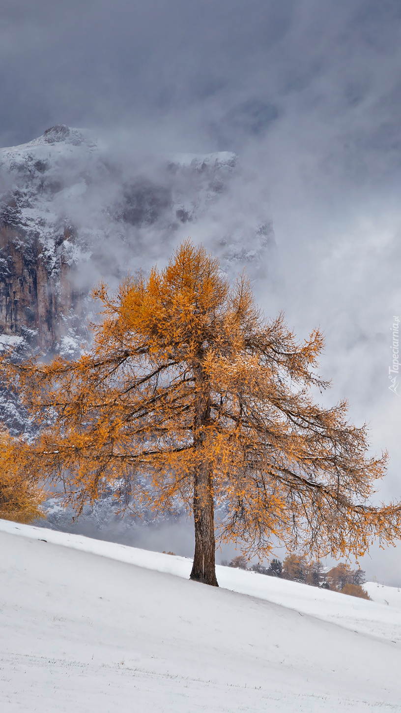 Drzewo na tle gór zimową porą