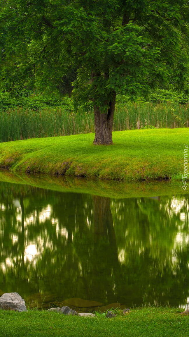 Drzewo na trawniku nad rzeką