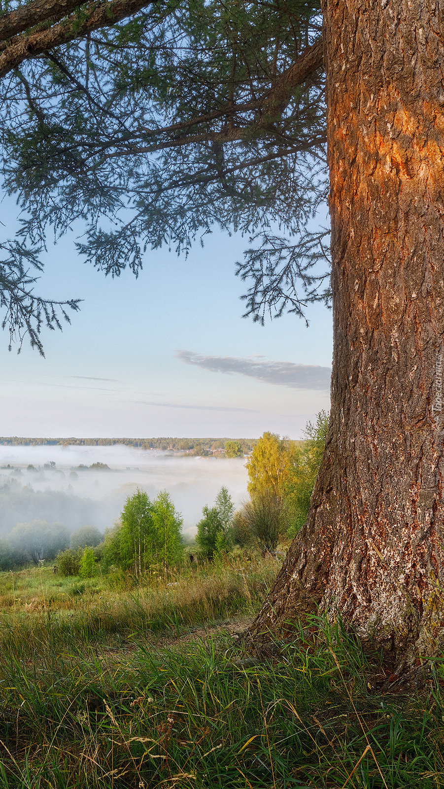 Drzewo na wzgórzu i mgła nad lasami