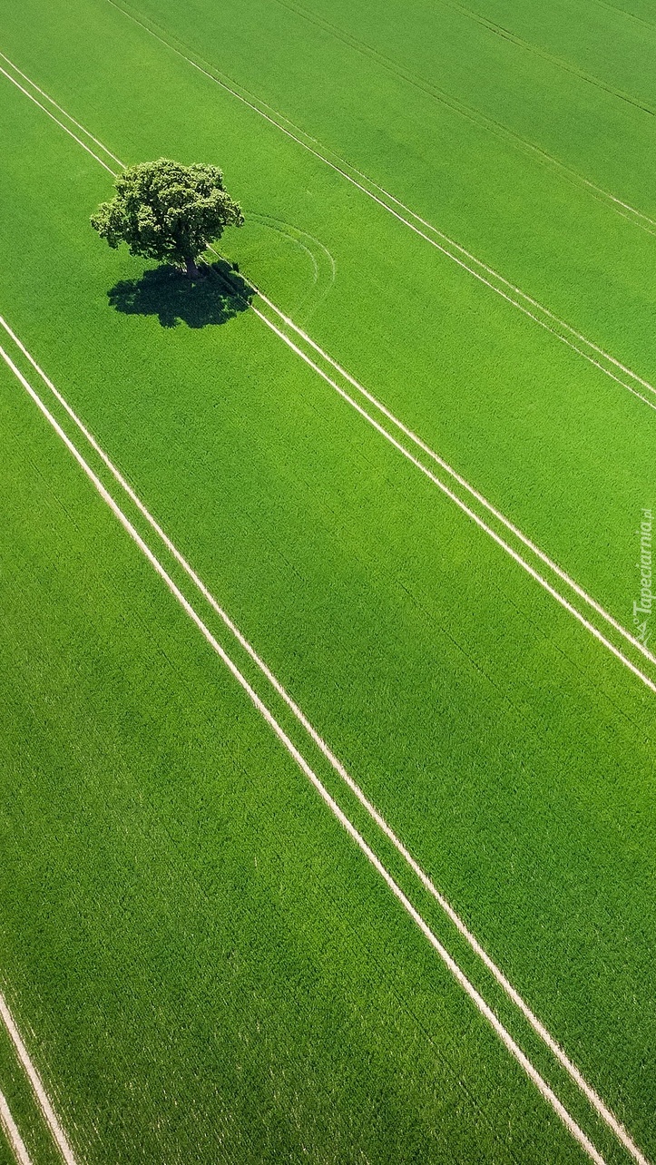 Drzewo na zielonym polu