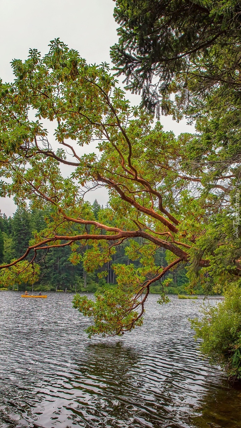 Drzewo nad jeziorem