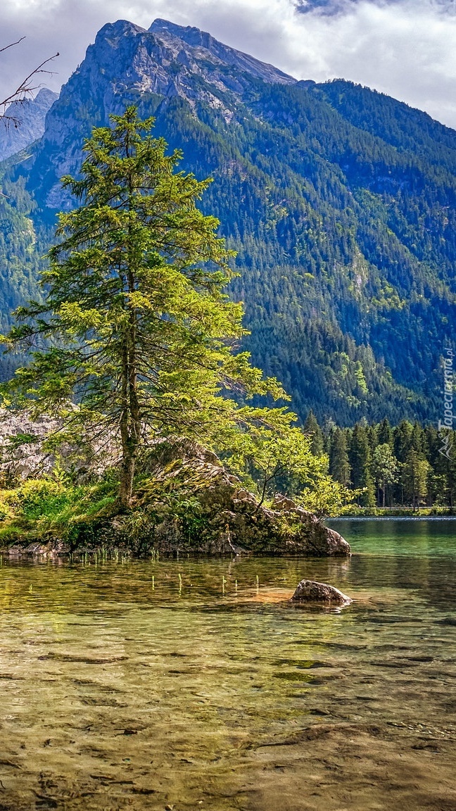 Drzewo nad jeziorem Hintersee