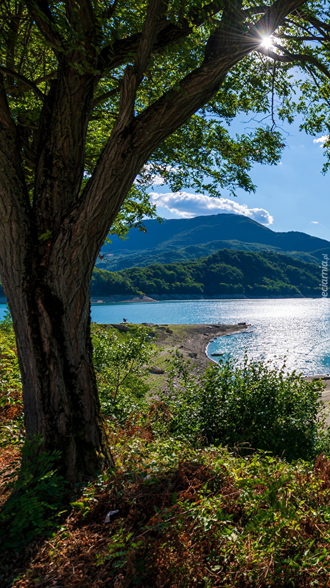 Drzewo nad jeziorem Lago del Salto