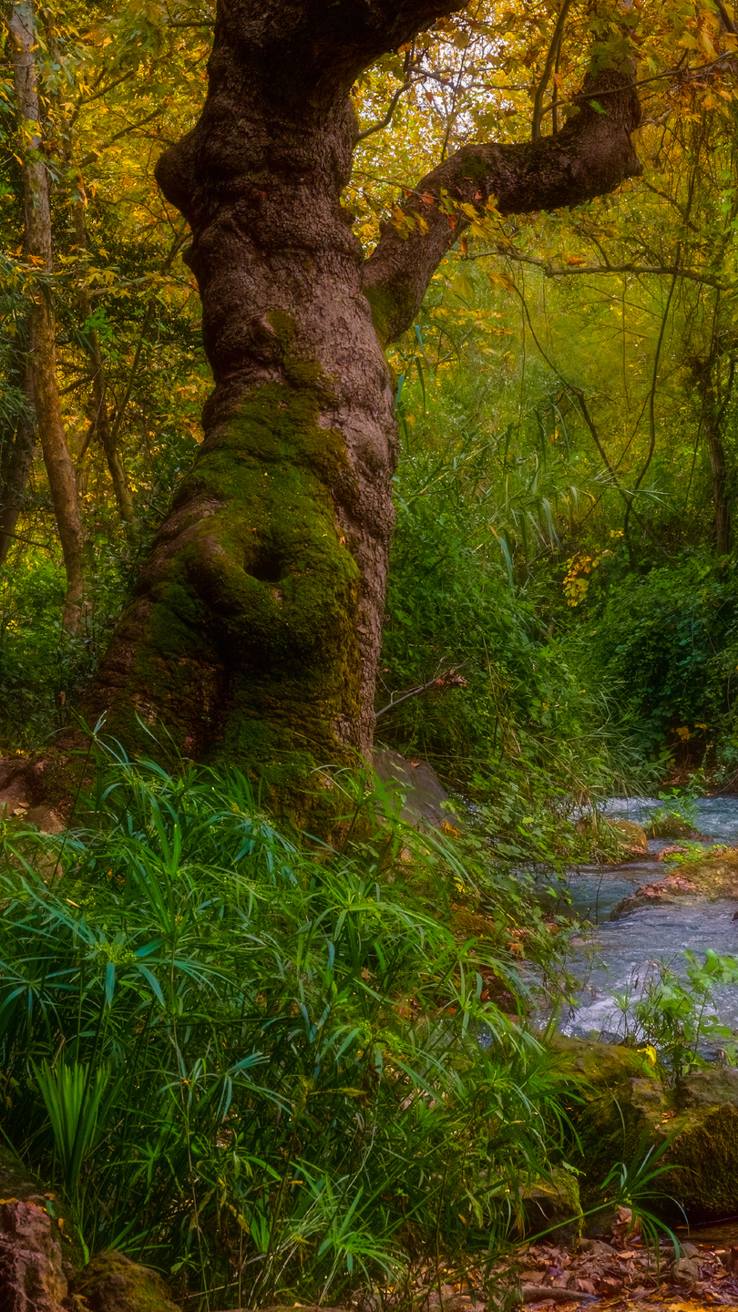 Drzewo nad leśnym strumieniem