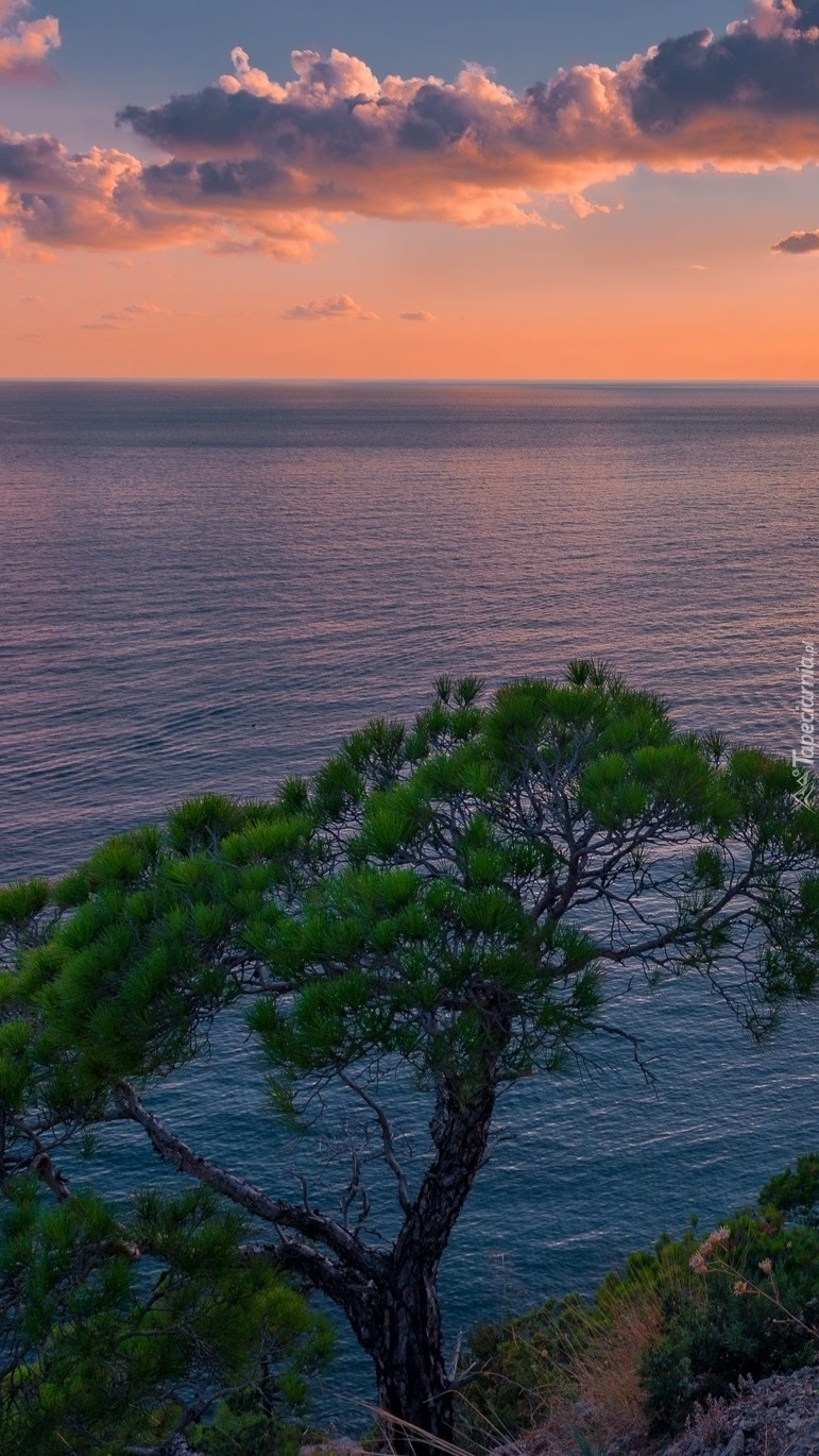 Drzewo nad morzem
