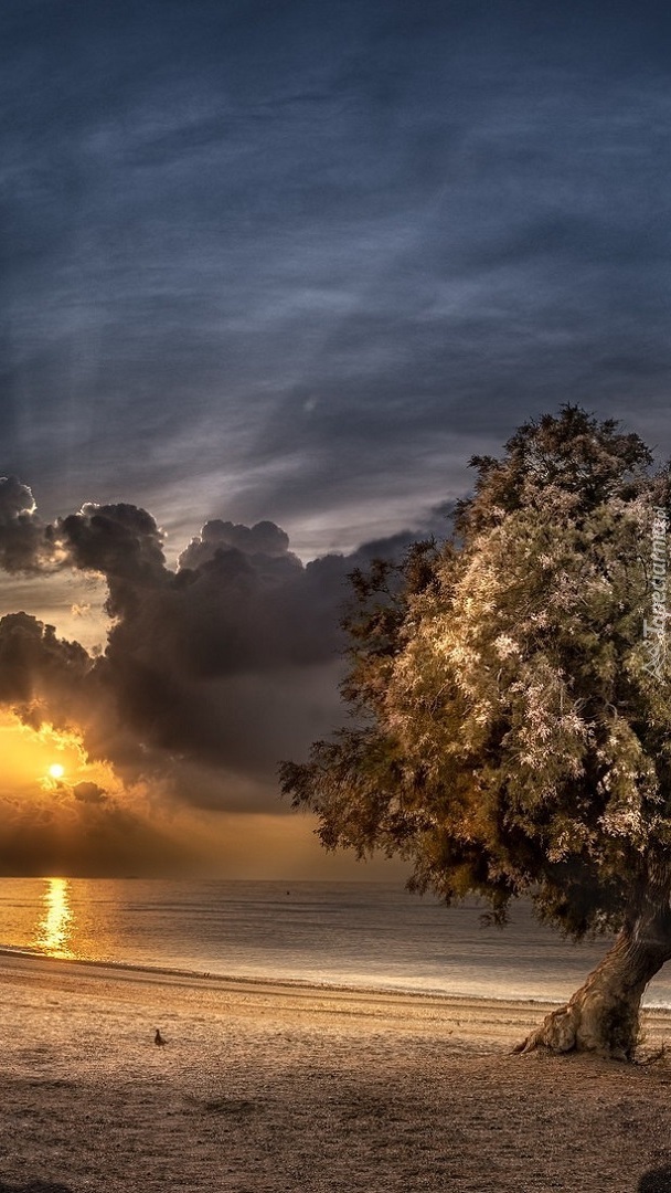 Drzewo nad morzem o zachodzie słońca