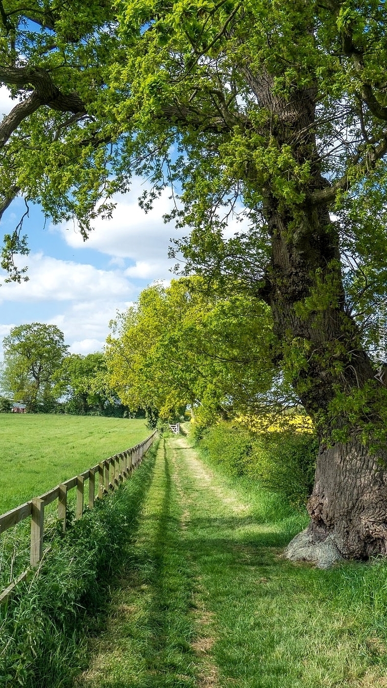 Drzewo nad polną drogą