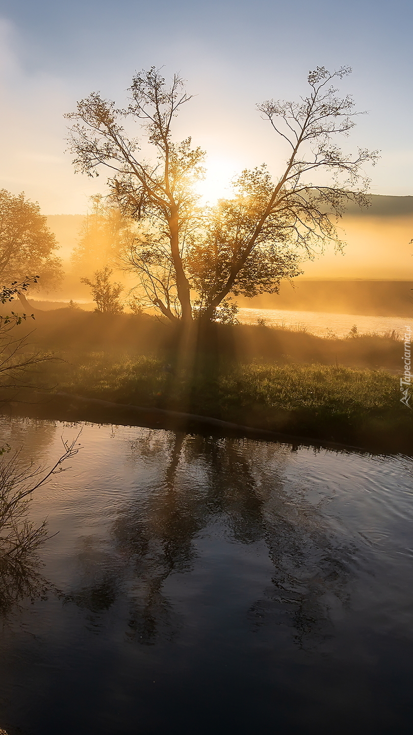 Drzewo nad rzeką w słonecznym blasku