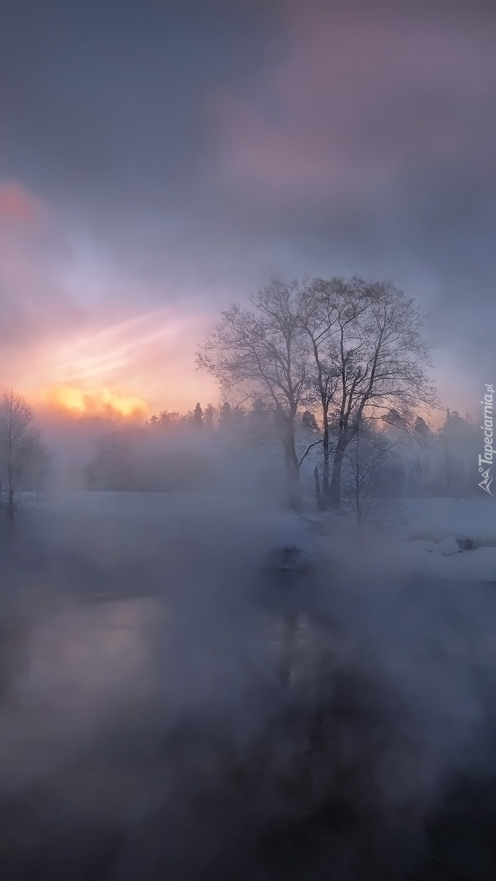 Drzewo nad rzeką we mgle