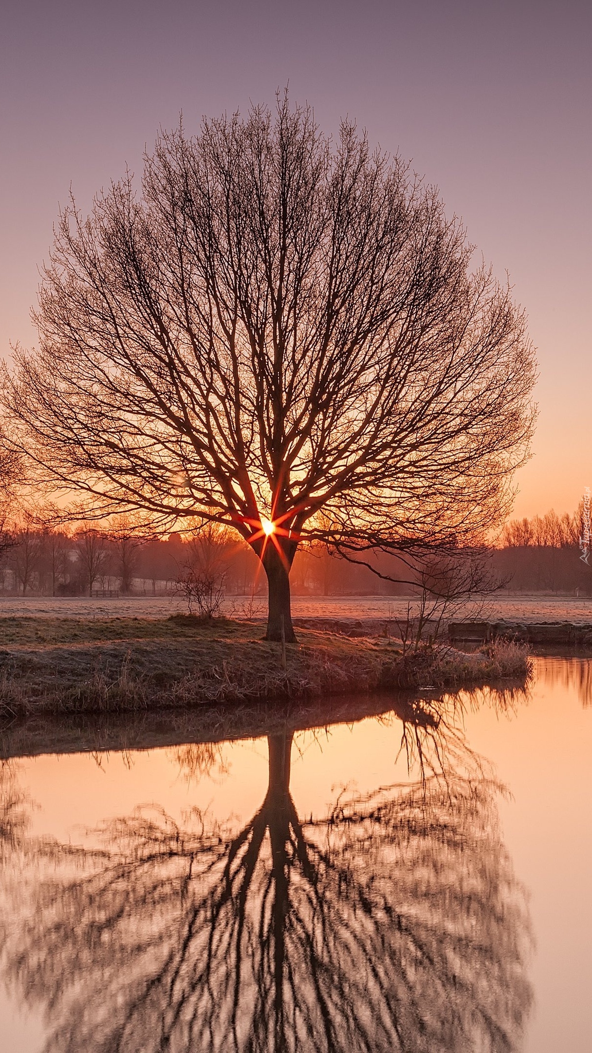 Drzewo nad rzeką