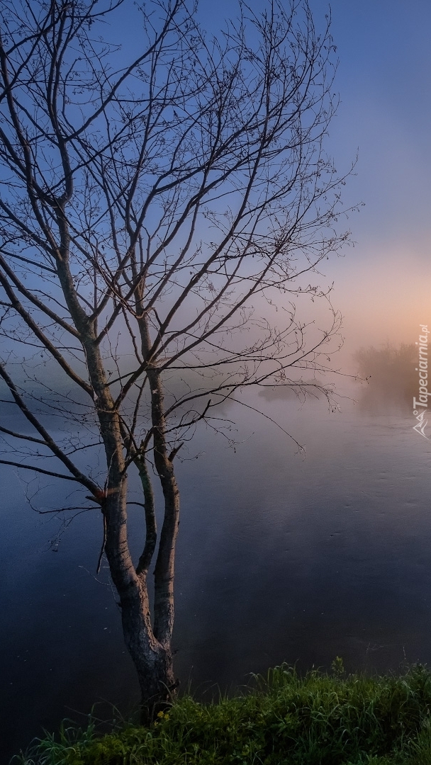 Drzewo nad zamgloną rzeką Sherna