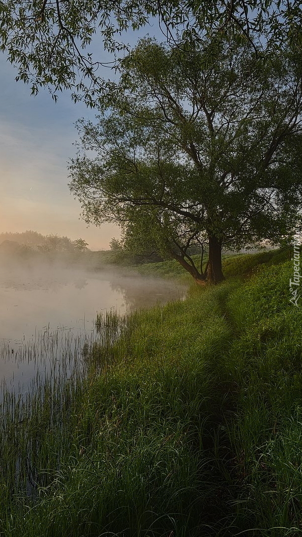 Drzewo nad zamgloną rzeką