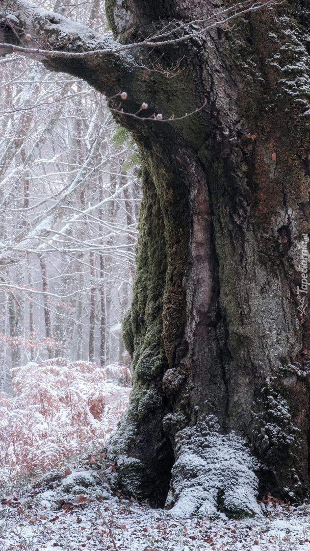 Drzewo o grubym pniu w zimowym lesie