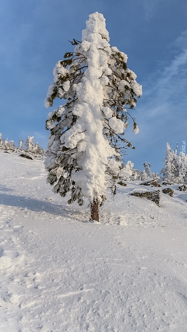 Drzewo oprószone śniegiem