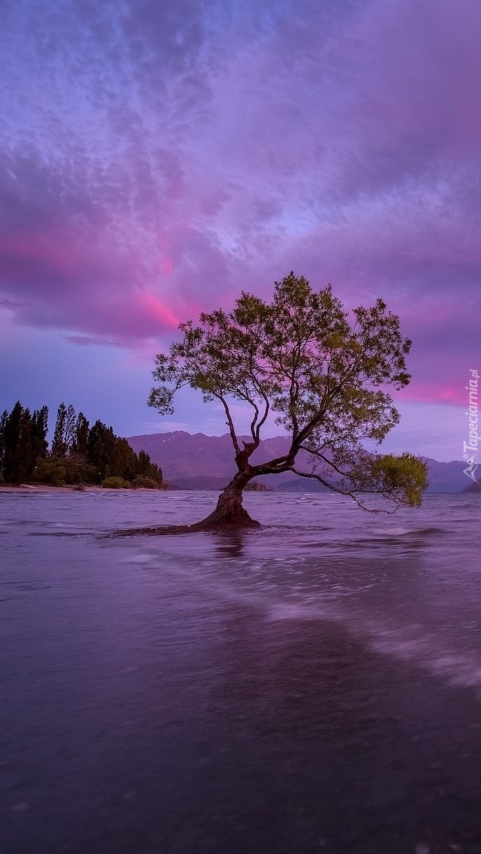 Drzewo pochylone nad jeziorem