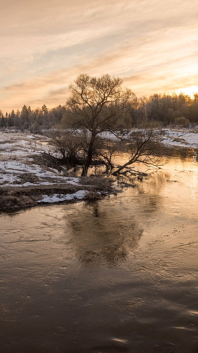 Drzewo pochylone nad rzeką