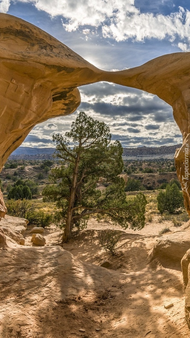 Drzewo pod łukiem skalnym Metate Arch