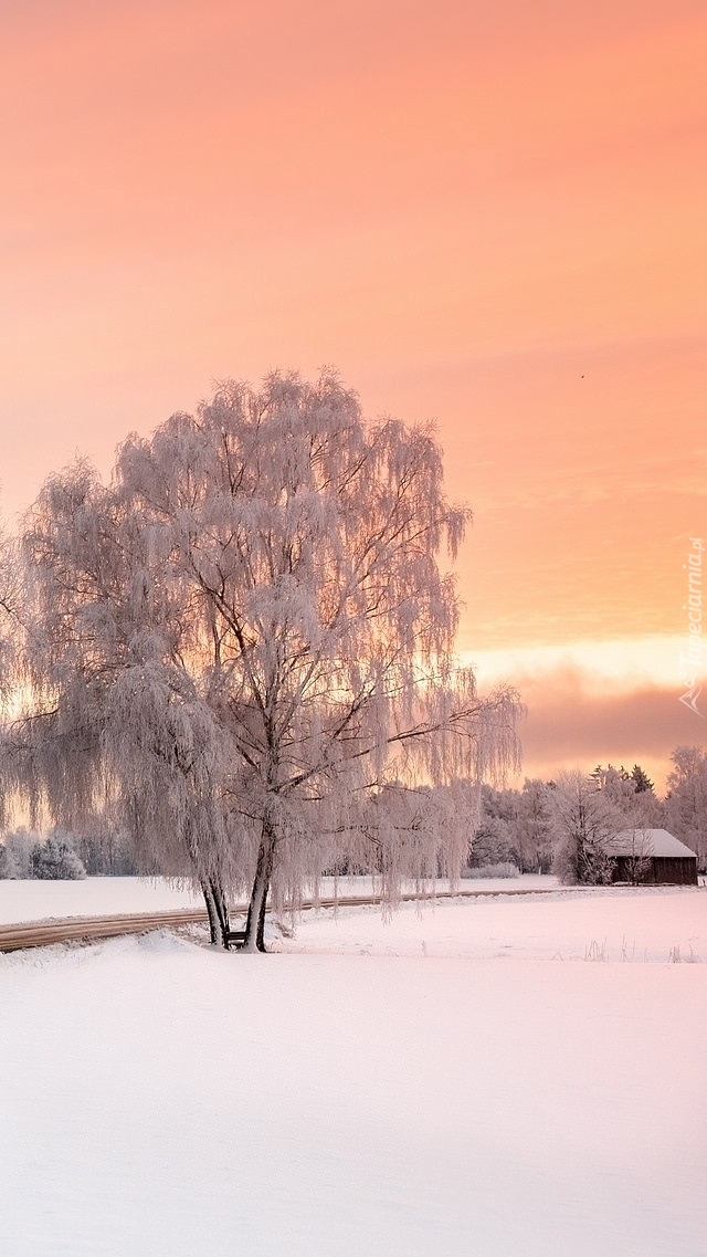 Drzewo przy drodze zimą