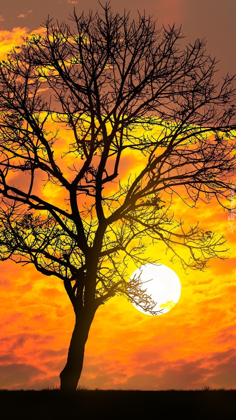 Drzewo w blasku zachodzącego słońca