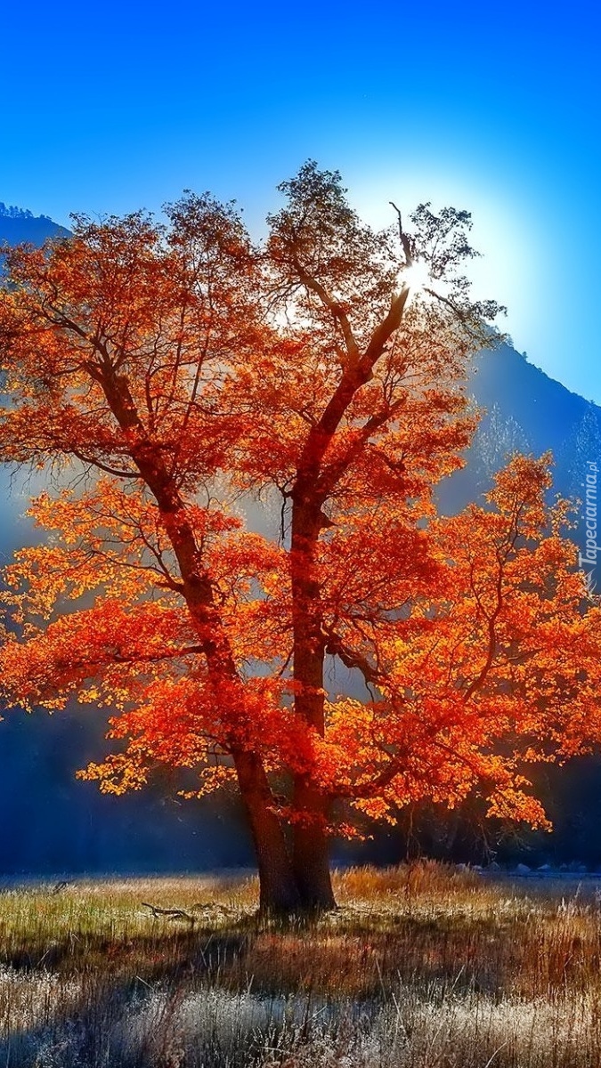 Drzewo w jesiennych barwach
